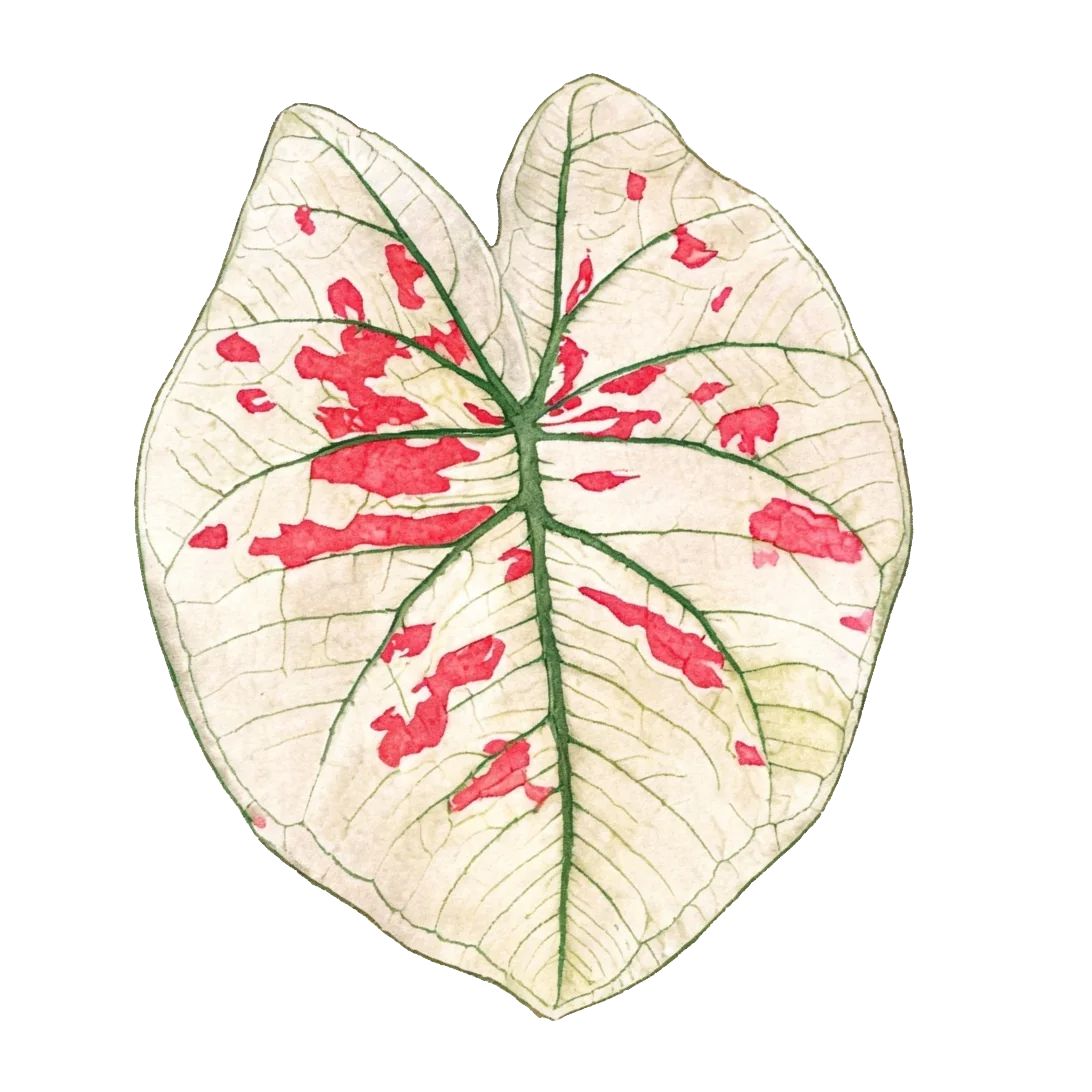 Caladium