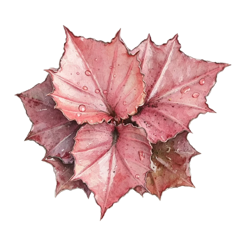 Euphorbia francoisii
