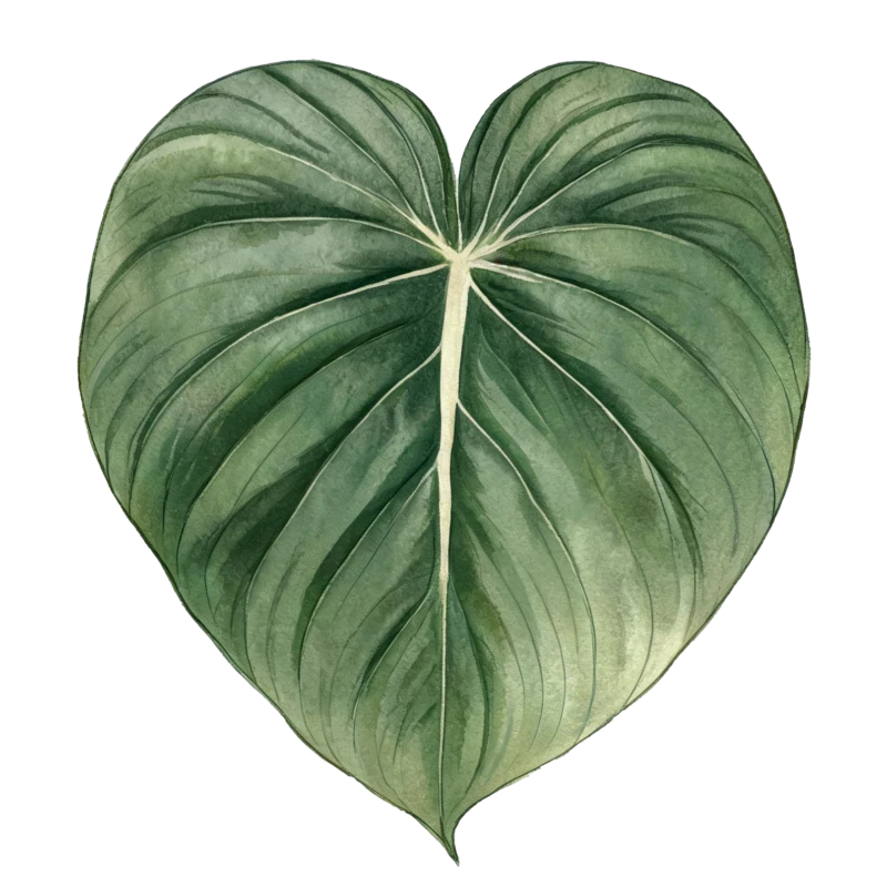 Philodendron ‘McDowell’