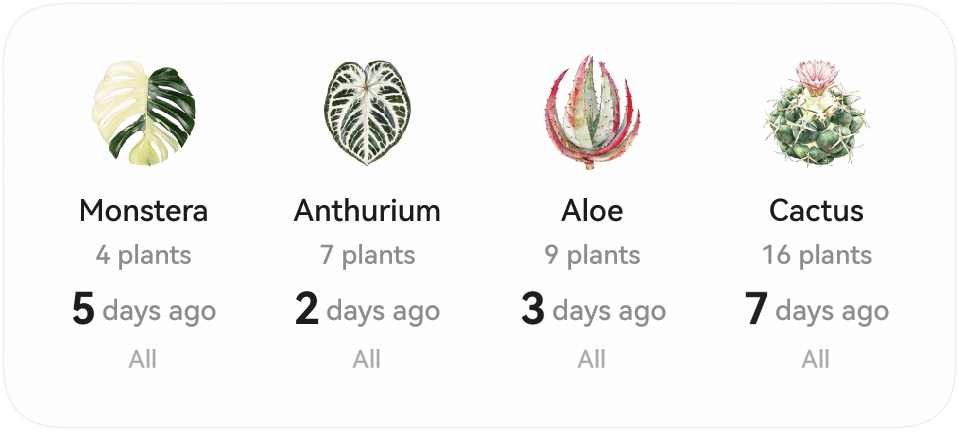 Medium widget: Monstera, Anthurium, Aloe, Cactus
